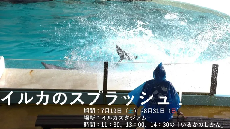 イルカのスプラッシュ！