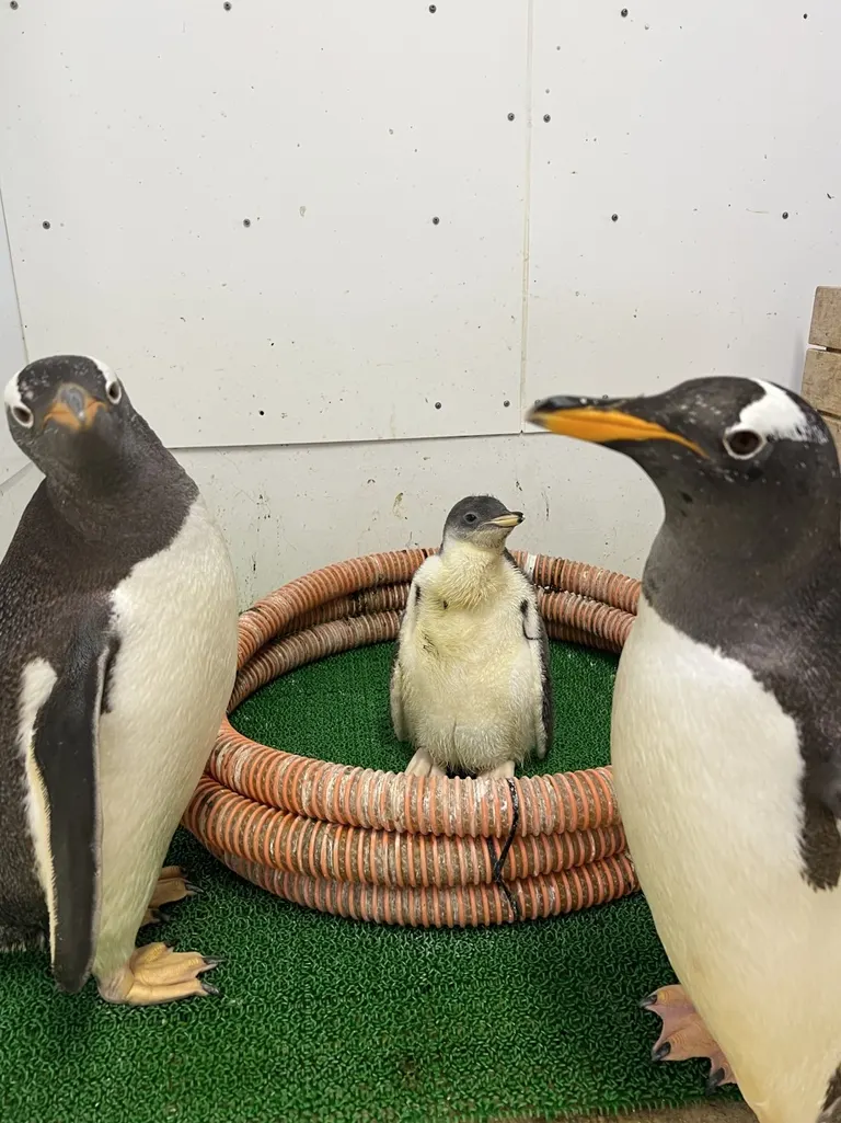 ジェンツーペンギンのヒナ