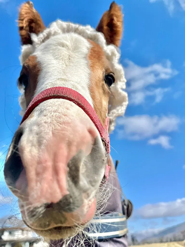 토미나 목장의 게시물