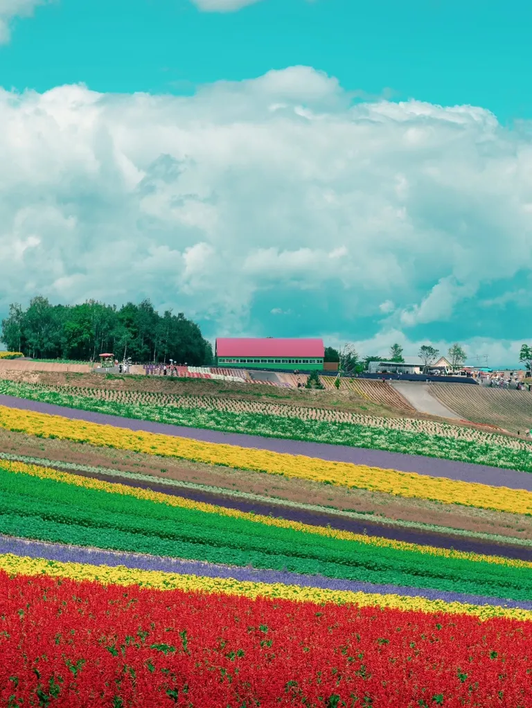 美瑛風景