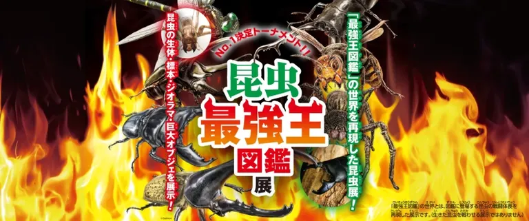 最强昆虫百科展