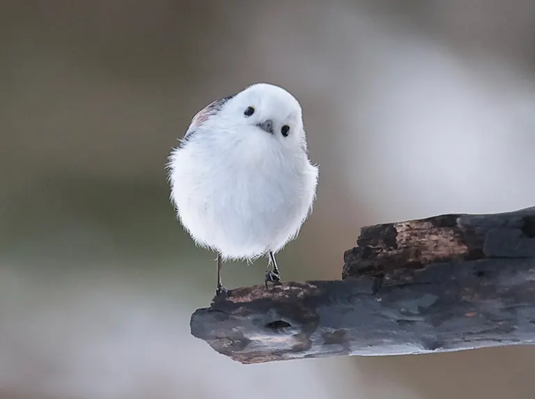 北海道野生动物