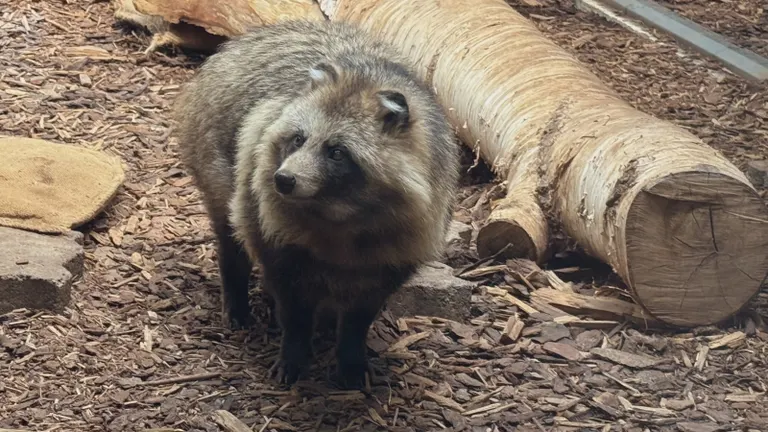 丸山動物園的蝦夷貉