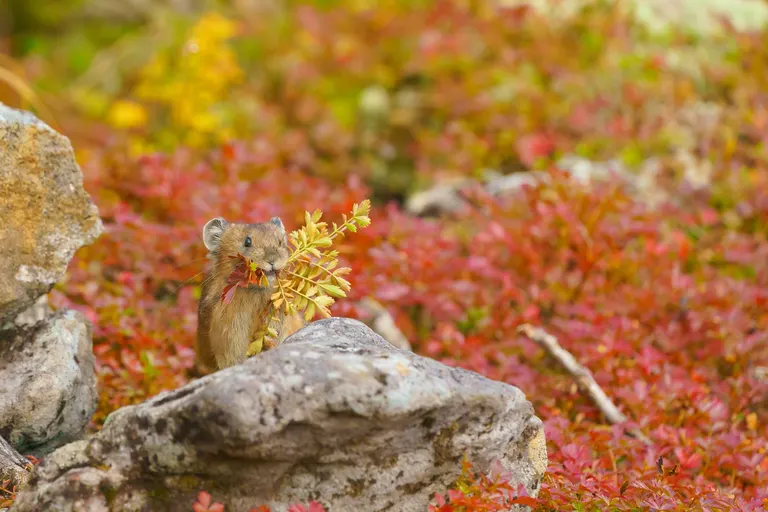大雪山的野生動物