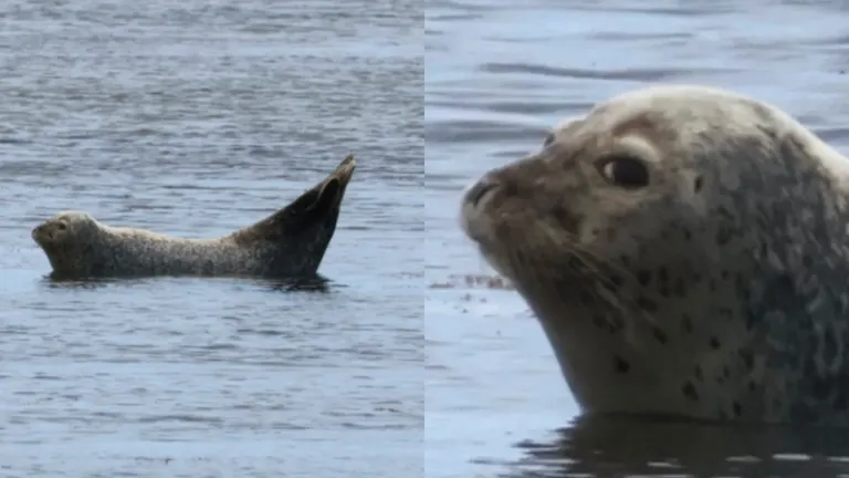 北海道に住む野生のアザラシ