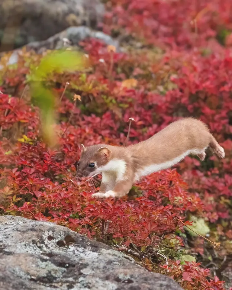 一隻貂在紅毯上奔跑