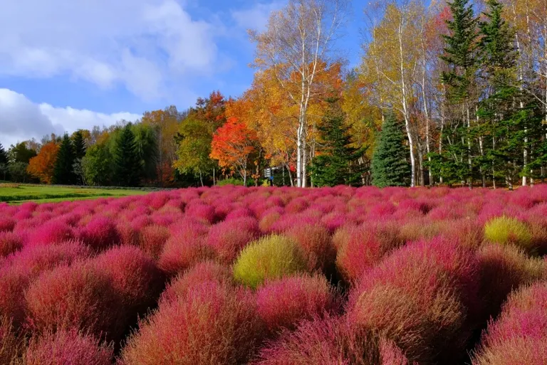 Takino Suzuran Hillside National Park