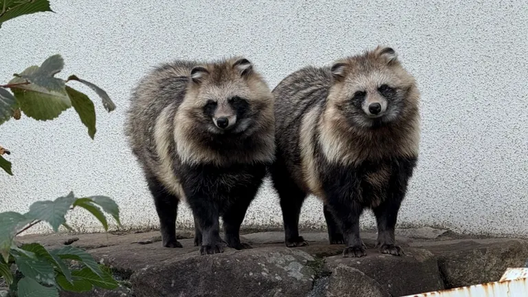 丸山動物園的蝦夷貉
