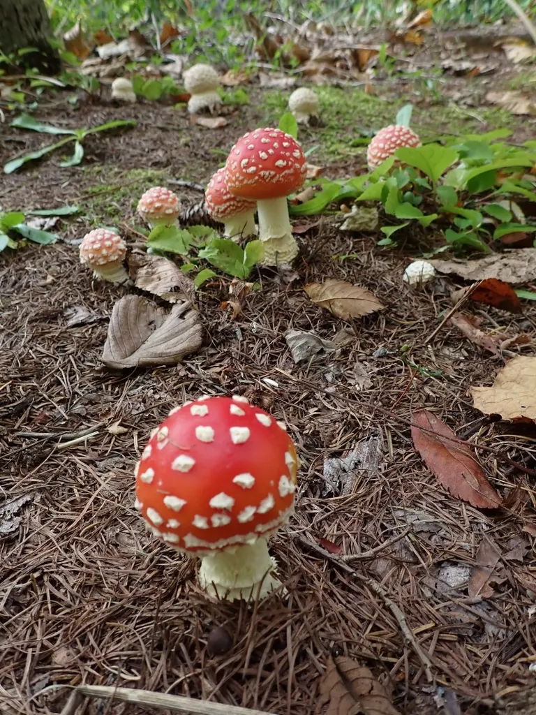 毒蝇伞