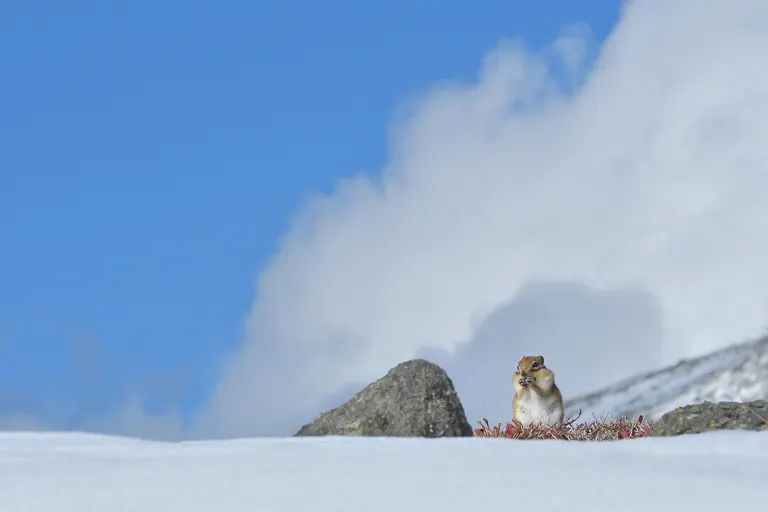 大雪山野生動物