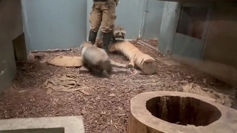 一隻北海道浣熊跳到一名動物園管理員身上。