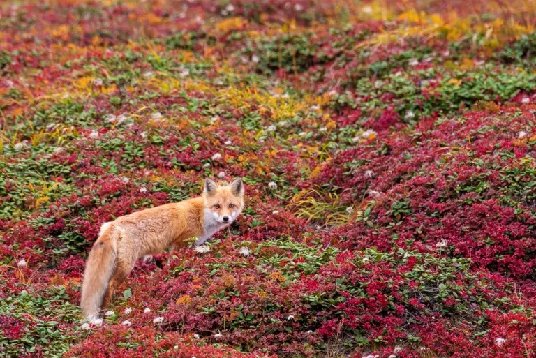 大雪山野生動物