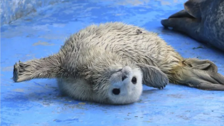 ノシャップ寒流水族館「空生(すい)」ちゃん