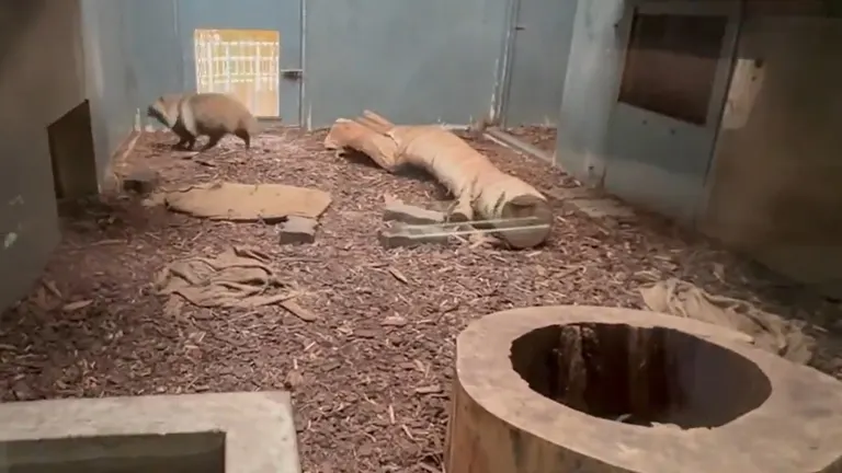 一隻北海道浣熊跳到一名動物園管理員身上。