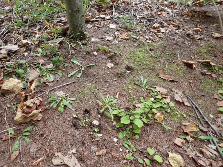 泷野森林