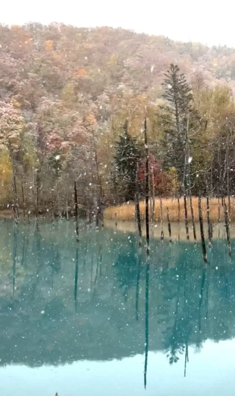 青い池に振る初雪