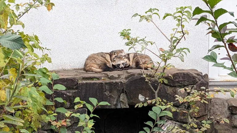 Maruyama Zoo