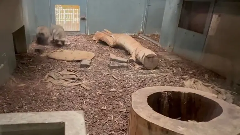 一隻北海道浣熊跳到一名動物園管理員身上。