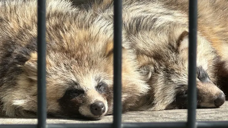 帶廣動物園的北海道貉