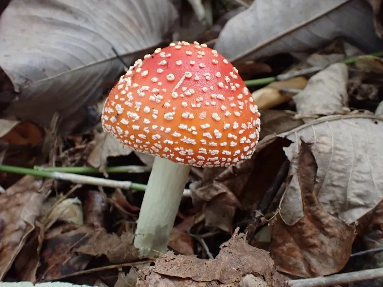 毒蝇伞
