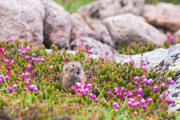 大雪山的野生動物