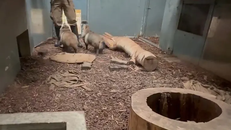 一隻北海道浣熊跳到一名動物園管理員身上。