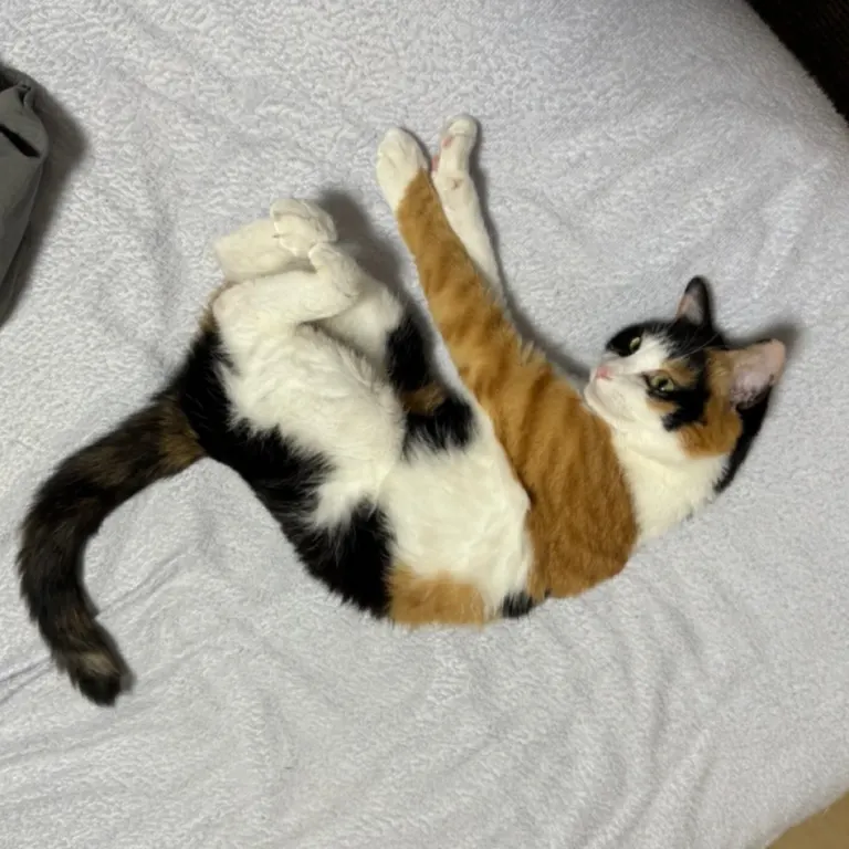 A cat that's too Hokkaido-esque