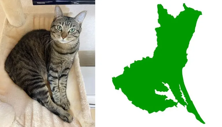 Ibaraki Prefecture Cat