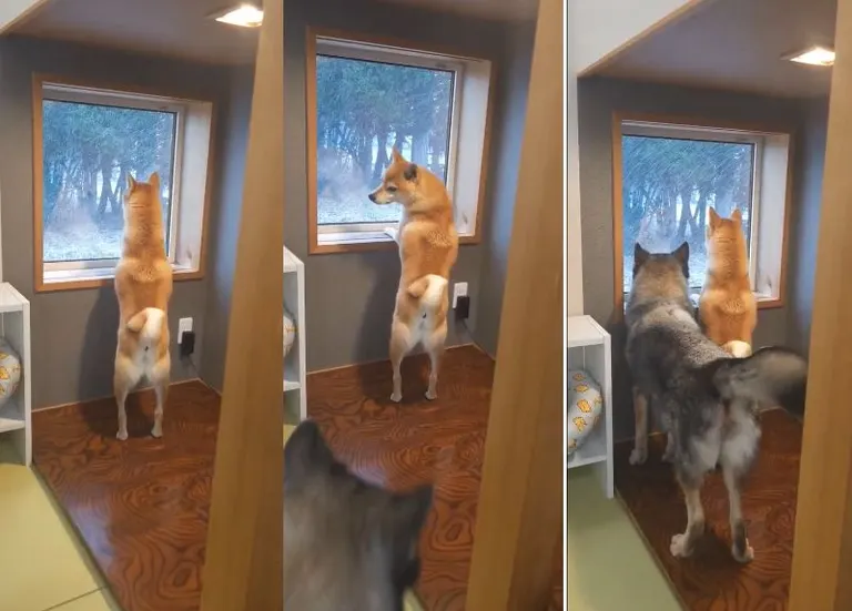 디온과 오미츠 군