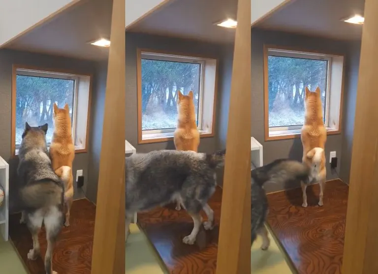 디온과 오미츠 군