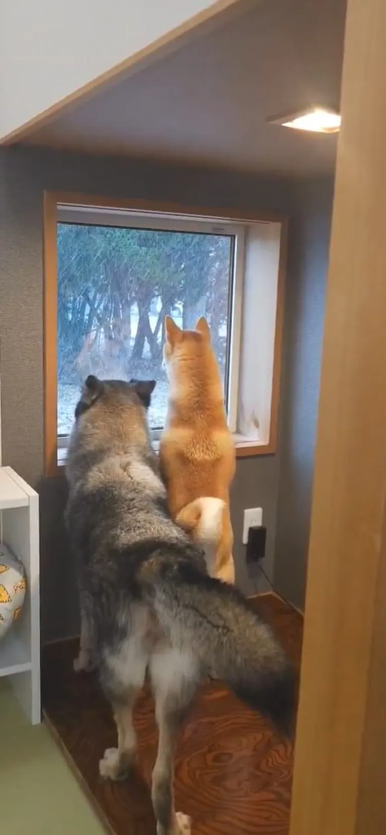 창문에 달라붙는 녀석들