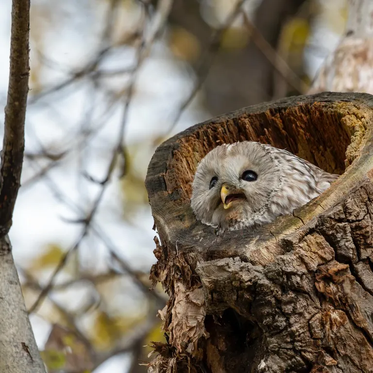 旭川市　エゾフクロウ