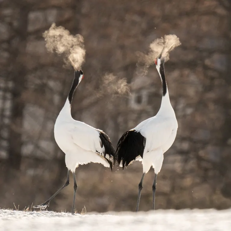 タンチョウの息が燃えていた
