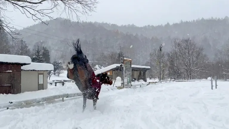 馬兒在雪地裡嬉戲