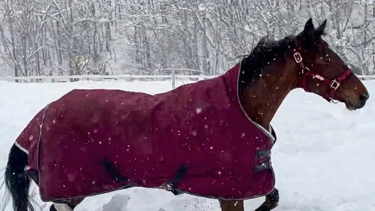 馬兒在雪地裡嬉戲