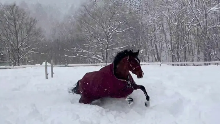 馬兒在雪地裡嬉戲