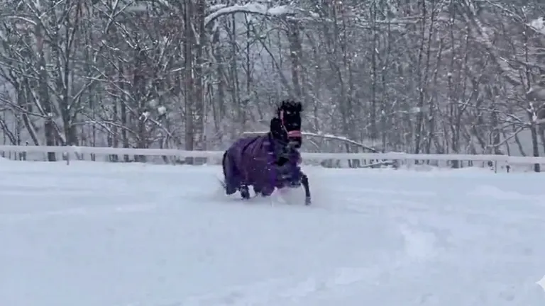 馬兒在雪地裡嬉戲
