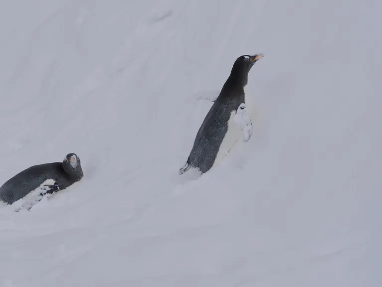 旭山动物园的企鹅