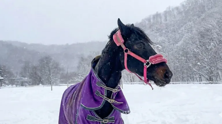 馬兒在雪地裡嬉戲