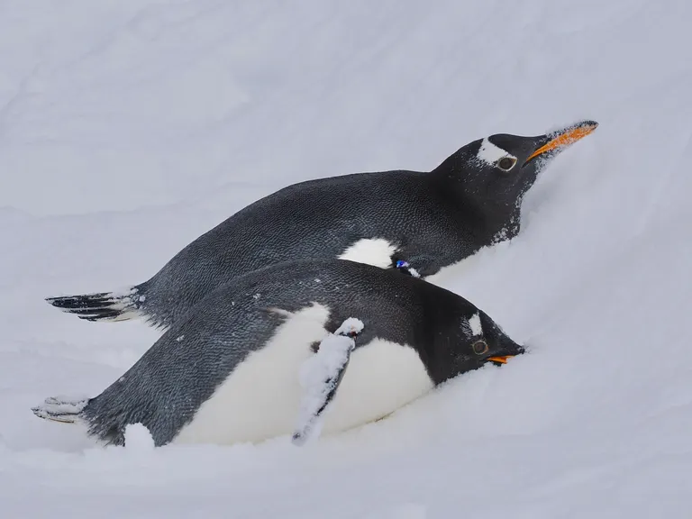 旭山动物园的企鹅