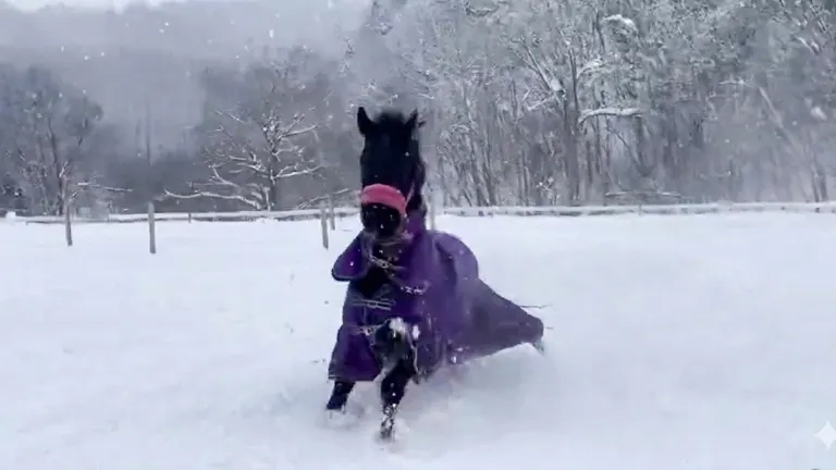 馬兒在雪地裡嬉戲