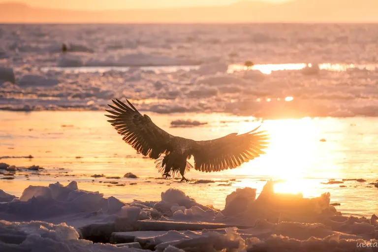 知床的虎头海雕和流冰