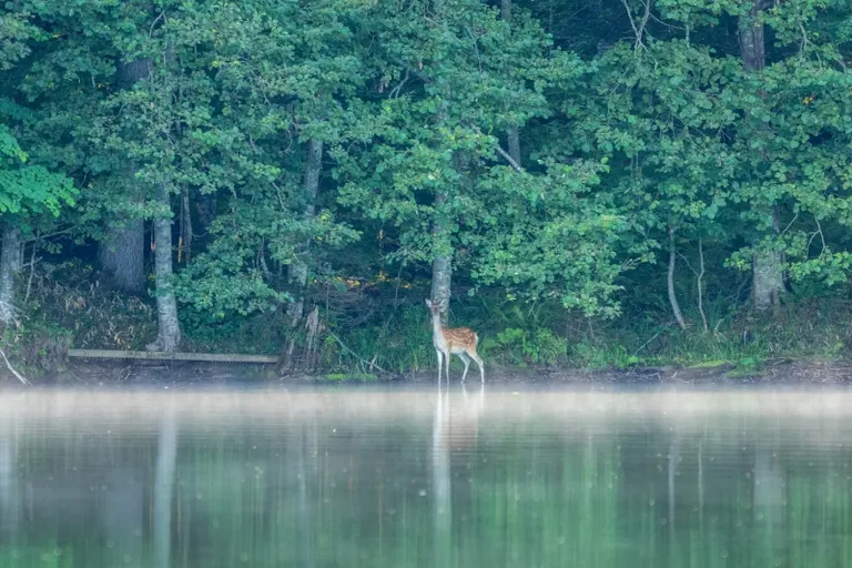 從湖上看到的鹿