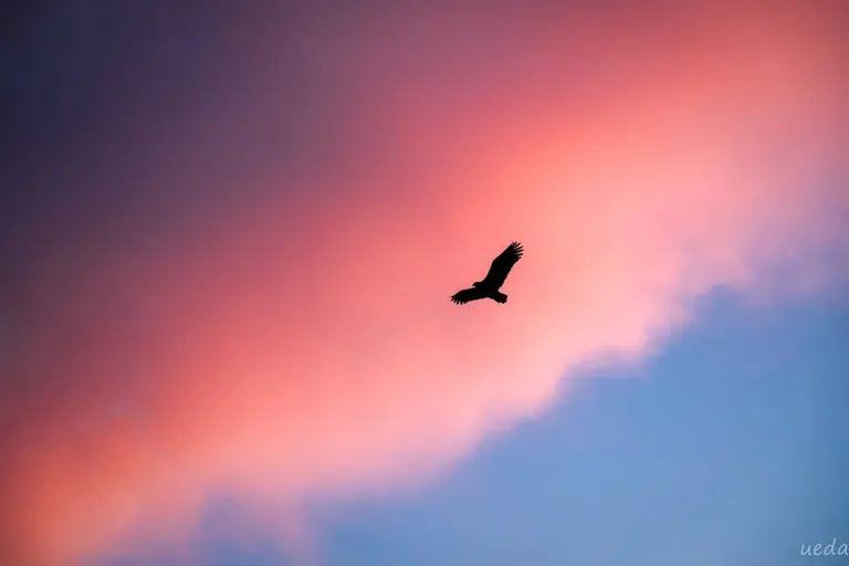 知床的虎头海雕和流冰