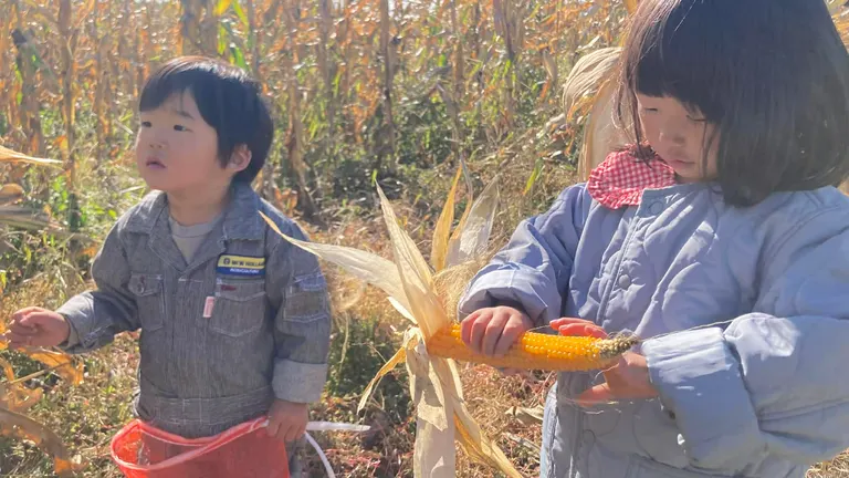 即將收成的甜玉米田