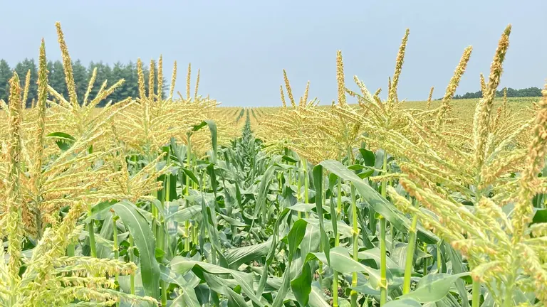 即將收成的甜玉米田