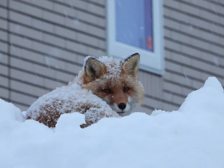 北海道的狐狸