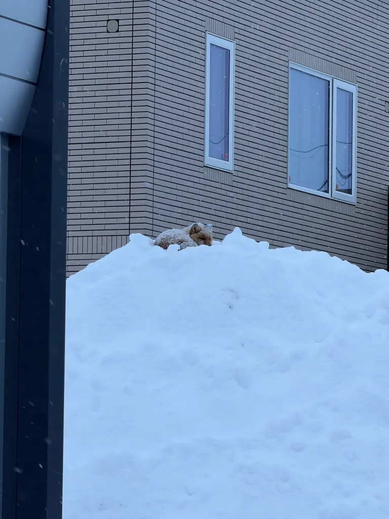北海道的狐狸