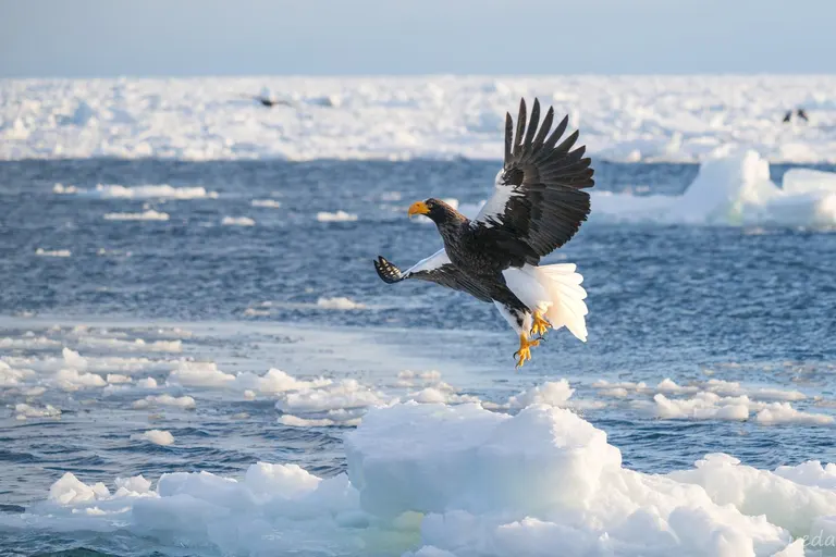 知床的虎头海雕和流冰