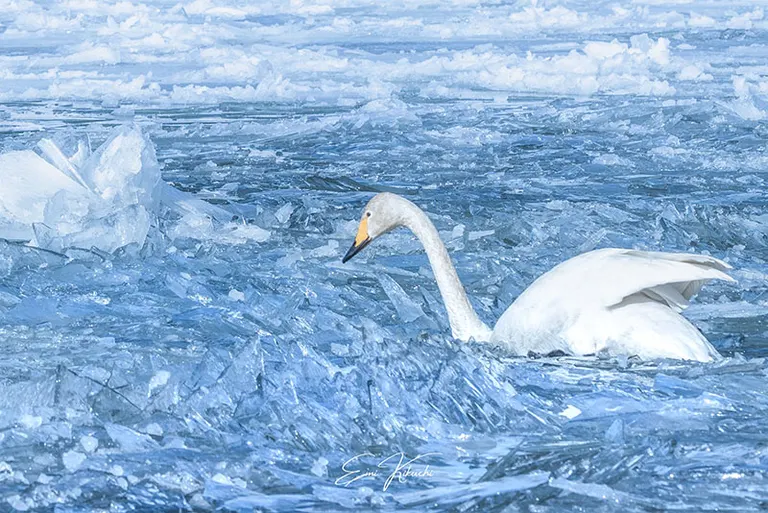 @emin_kiss 发布的帖子